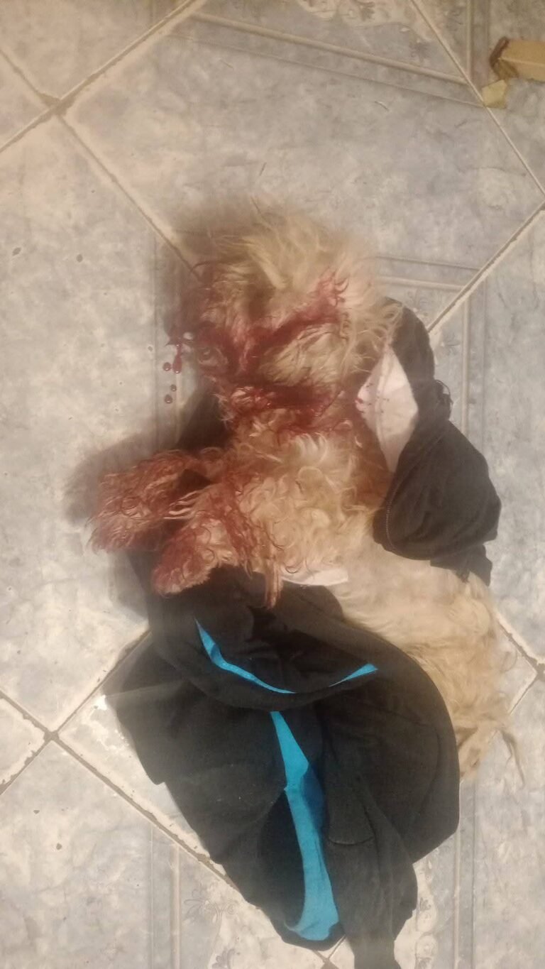 Un perro atropellado lucha por su vida y piden ayuda para costear su atención