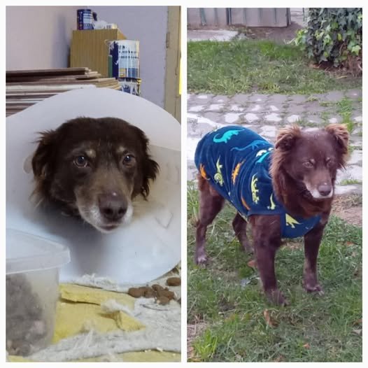 Buscan un hogar para Dulcinea, una perrita rescatada que sobrevivió al abandono y una grave infección
