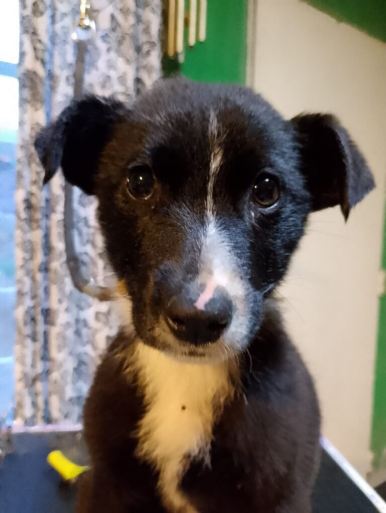 Lo golpearon, lo abandonaron y hoy fue adoptado: “Uno menos en la calle”