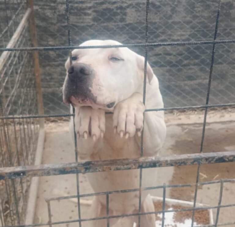 Tras el rescate de perros salchichas, recuerdan que hay más animales para adoptar