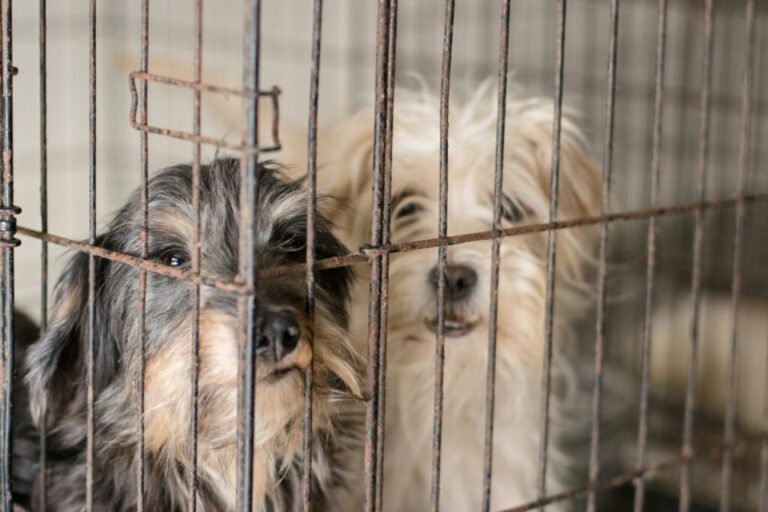 Más de 50 perros fueron rescatados de un criadero tras la denuncia de un vecino