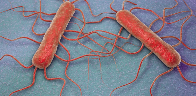 Confirman el primer brote de listeriosis en Argentina vinculado al consumo de queso contaminado