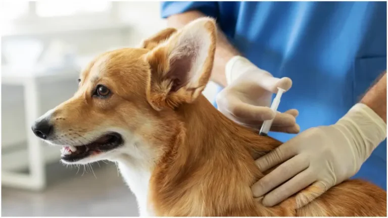 Este jueves habrá jornada de vacunación antirrábica en Próspero Palazzo