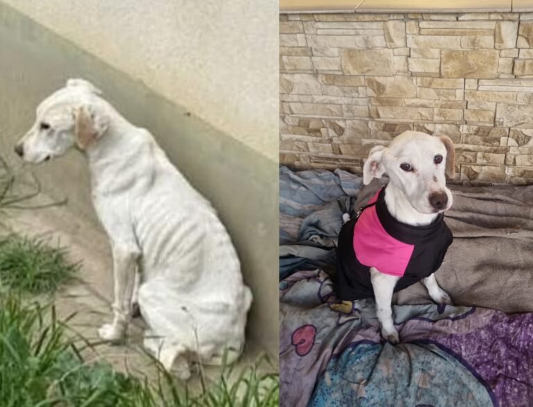 Rescate de Blanquita: tras un operativo exitoso, la perra ya está en un hogar de guarda