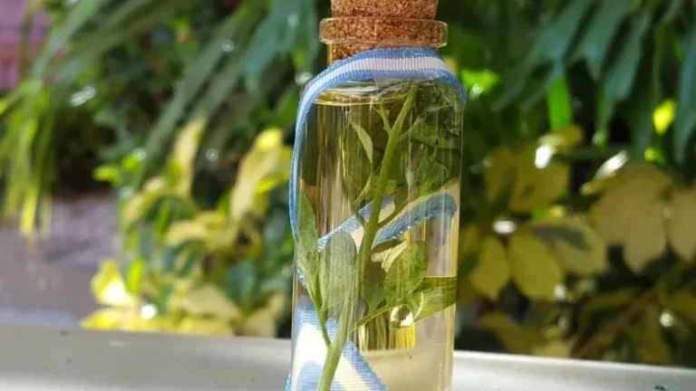 Por qué se toma caña con ruda el 1 de agosto y cómo se prepara