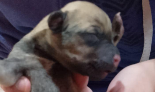 Crueldad en zona norte: tiraron a seis cachorros en una bolsa y ahora necesitan ayuda para sobrevivir