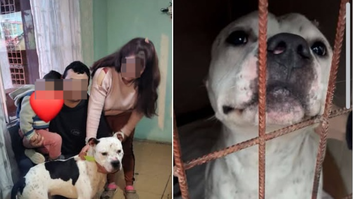 Luego de muchas esperas, un perro adulto encontró el hogar que tanto necesitaba