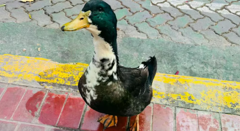 Denunciaron a un pato por agredir a otras mascotas y se generó una insólita polémica