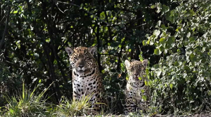 Después de 35 años, volvió a nacer un yaguareté en el Chaco: el hallazgo que conmovió a los científicos