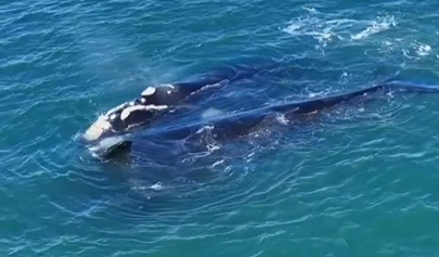 Ballenas Franca Austral desplegaron un ritual íntimo y majestuoso en el mar