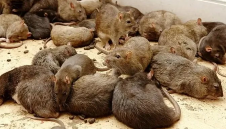 Un hombre tenía un criadero de ratas en su casa y las alimentaba todos los días