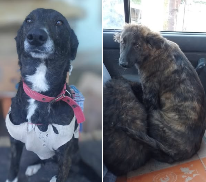 Mila y sus cachorras buscan un hogar: “No dejemos que vuelvan a la calle”