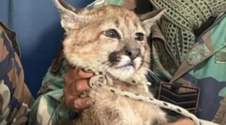 Un joven tenía como mascota a un puma cachorro y lo entregó tras una denuncia anónima