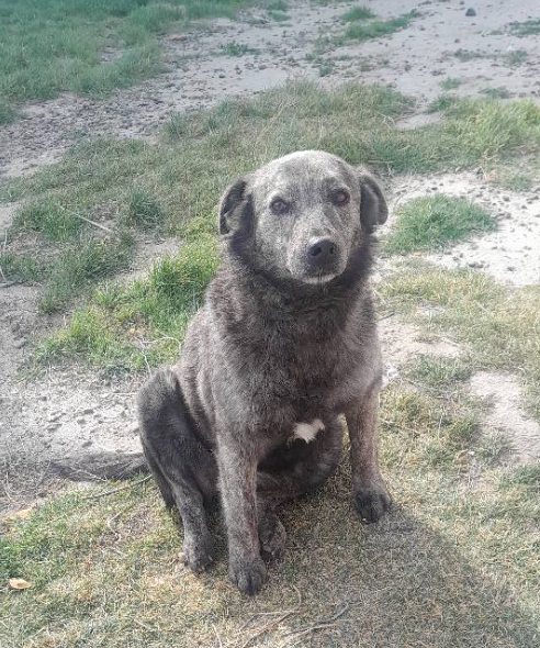 Buscan un hogar para Tigresita: “Su mamá murió y llora mucho”