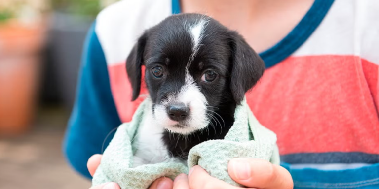 Este sábado habrá una jornada de adopción de perros y gatos en el Centro