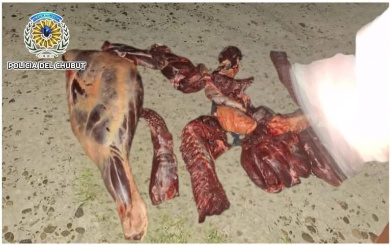 Trasladaban un potrillo faenado