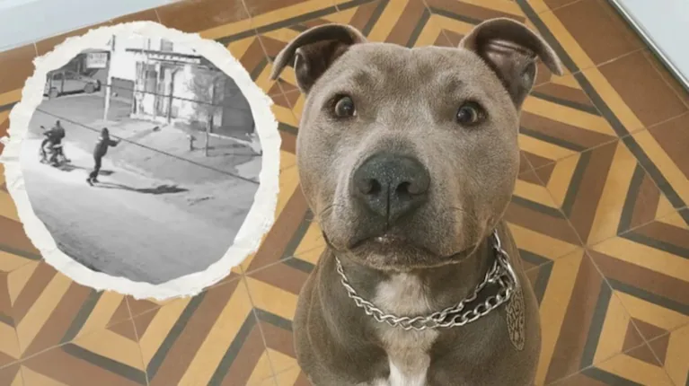 Un pitbull ahuyentó a dos motochorros y salvó a un vecino que escapaba de un asalto