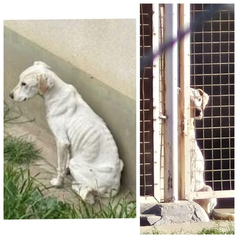 Allanamiento y rescate de una perra en estado crítico en el Barrio Divina Providencia   