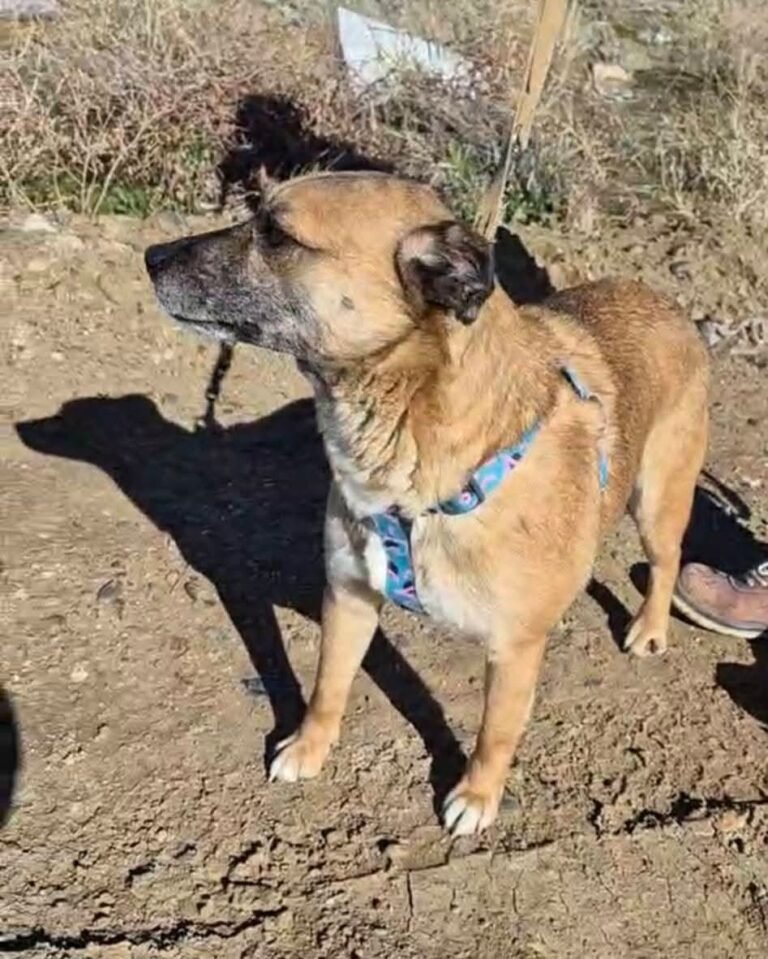 Mientras aguardan una familia los animales del dispensario comenzaron con salidas y paseos