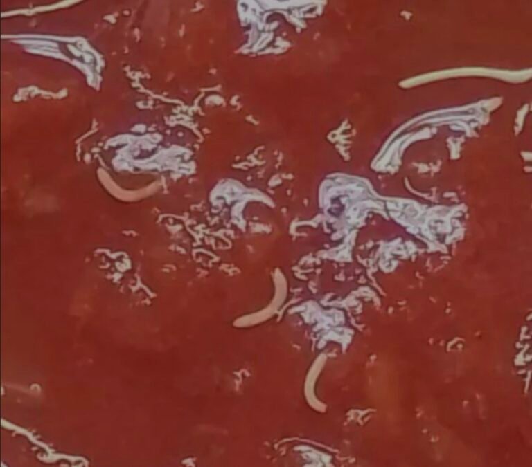 ANMAT recomendó no consumir el tomate triturado de una marca por riesgo de contaminación con gusanos