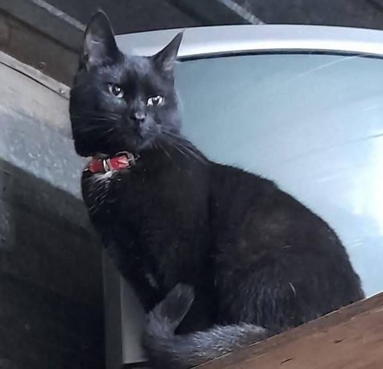 Piden colaboración para encontrar a Reyna, una gata que necesita medicación urgente