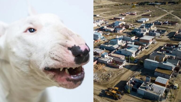 “El perro no frenaba el ataque y la familia tuvo que sacrificarlo para salvar al dueño”