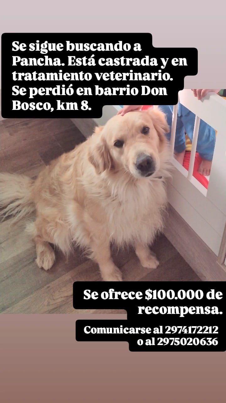 Buscan a “Pancha”, una perra perdida en barrio Don Bosco: ofrecen $100.000 de recompensa