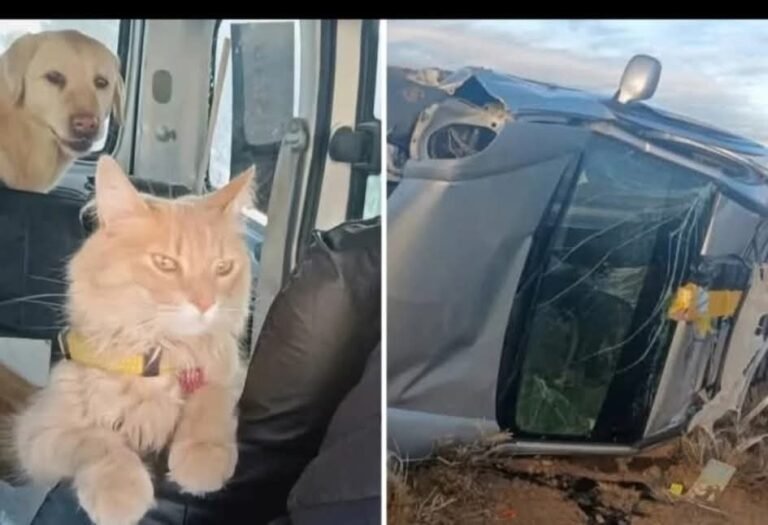 Violento accidente en la Ruta 3: sobrevivieron a un vuelco y piden ayuda para encontrar a su gato