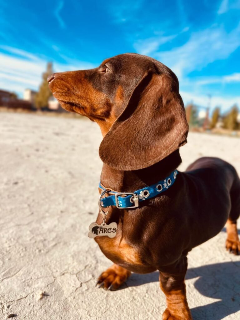 Se viene el tercer “Salchi-Encuentro” en Comodoro