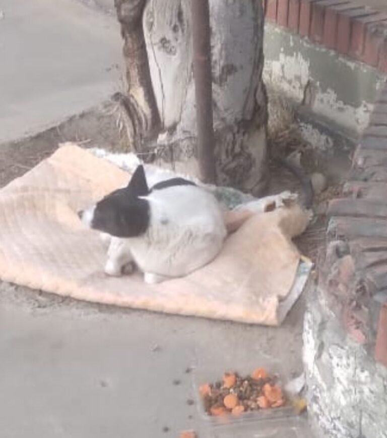 Sustrajeron la cucha de Blanquita: “Anoche durmió a la intemperie y lloraba”