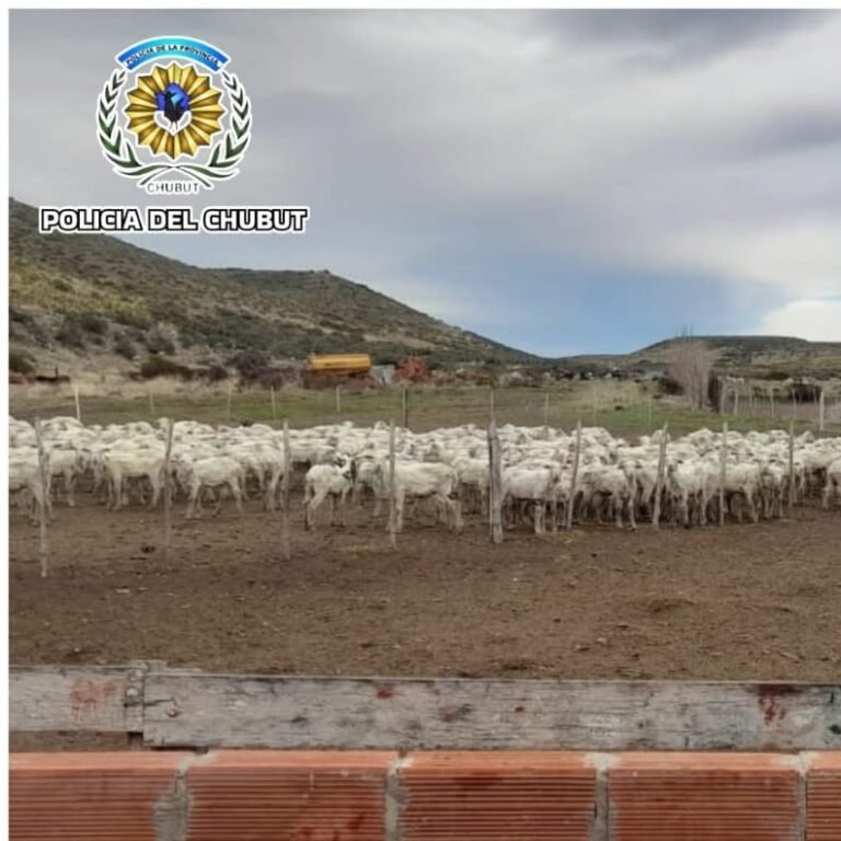 Detectan comparsas de esquila operando sin habilitación