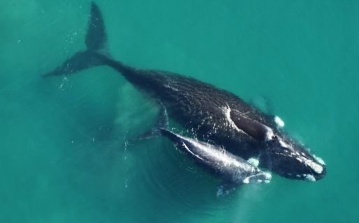 Récord histórico: más de 800 crías de ballena en Puerto Madryn