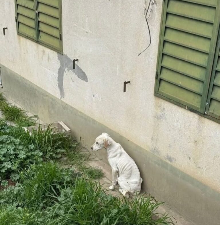 Grave denuncia: una vecina mantiene a su perro encerrado en condiciones inhumanas