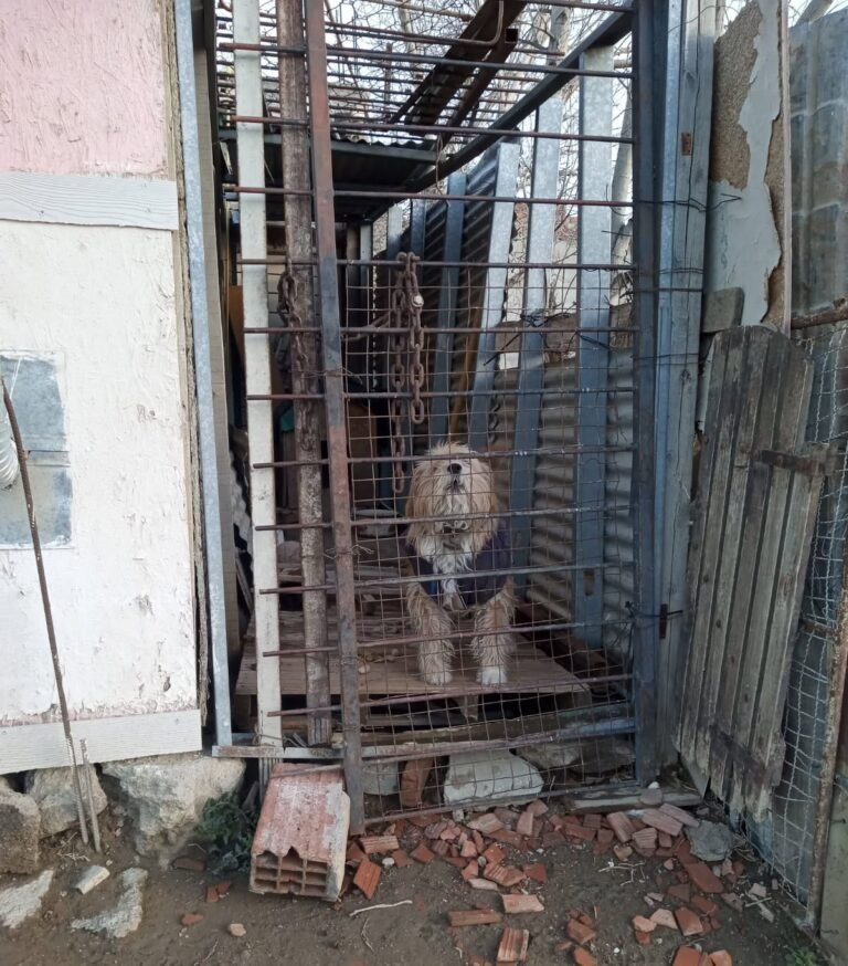 Otra denuncia por maltrato animal: acusan a una vecina de tener a su perro enjaulado