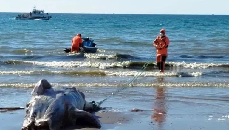 Alarma: encontraron otro ballenato muerto y ya son cinco en pocas semanas