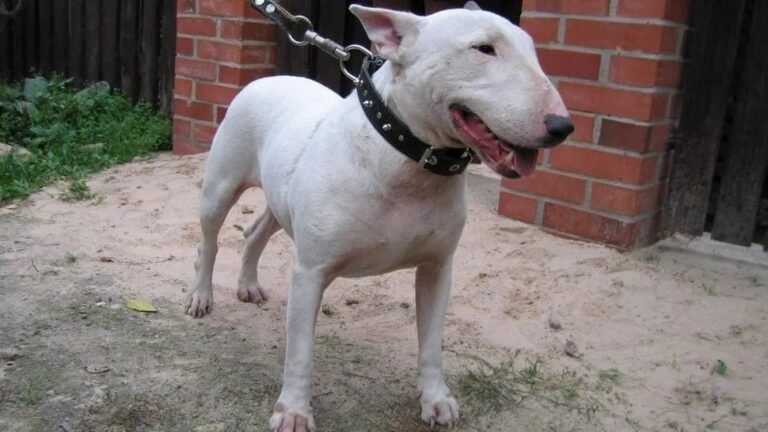 Un bull terrier atacó a su dueño y le provocó graves heridas en los genitales