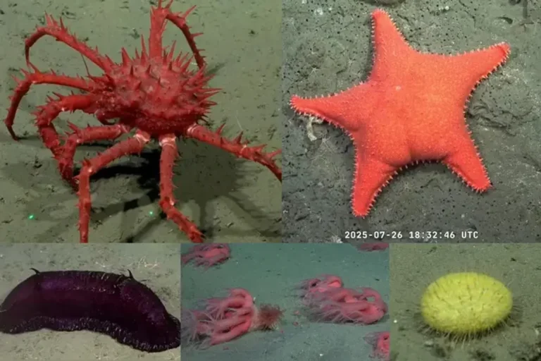 La expedición submarina del CONICET llega a Chubut: explorarán cañones profundos frente a Rawson