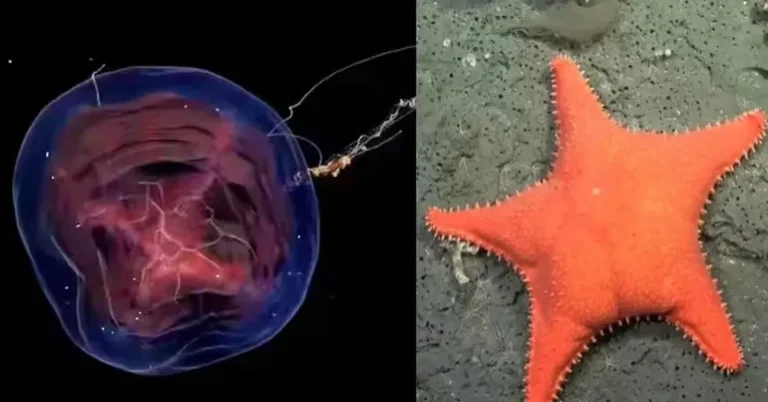 El CONICET descubrió 40 nuevas especies en la expedición submarina