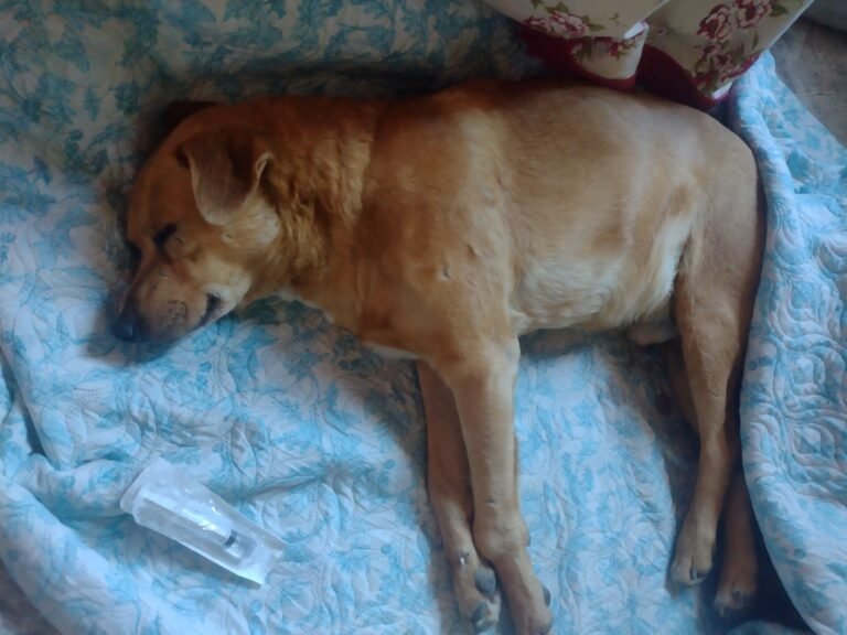 Una joven estudiante rescató a un perro atropellado y necesita colaboración para costear su tratamiento