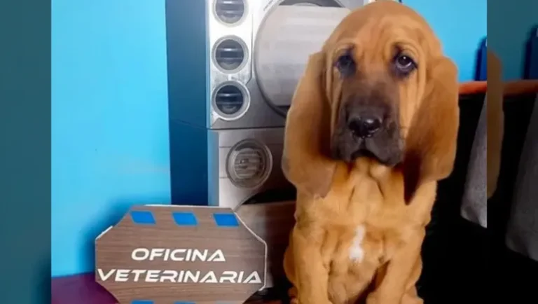 Rex, el cachorro sabueso que se sumó a la Policía para buscar personas desaparecidas