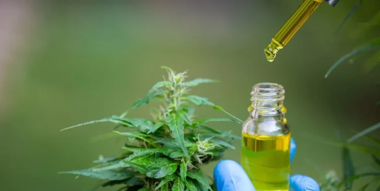 Impulsan en Comodoro la producción de aceite de cannabis medicinal