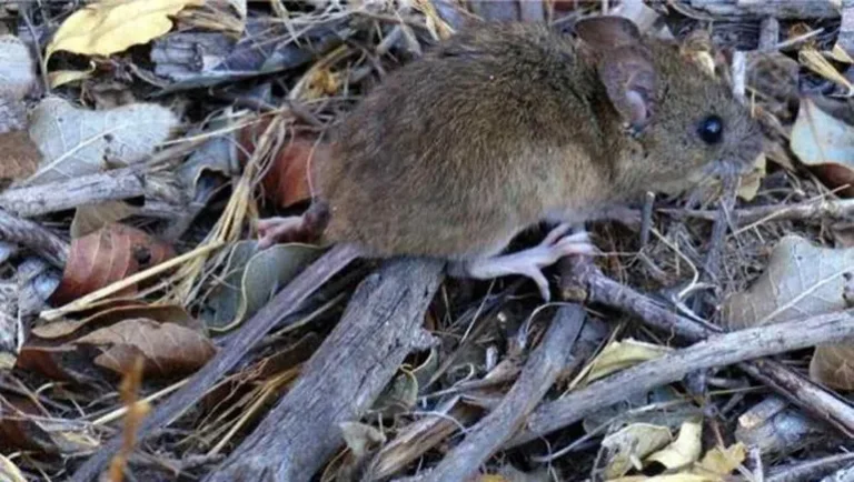 Confirmaron un caso de hantavirus en la Patagonia