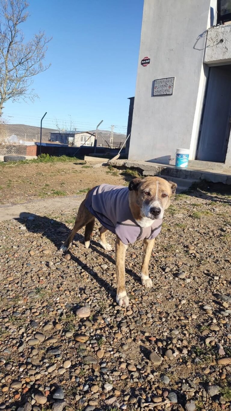 Comienza el taller “Abrigando Patitas” donde confeccionarán ropa para animales