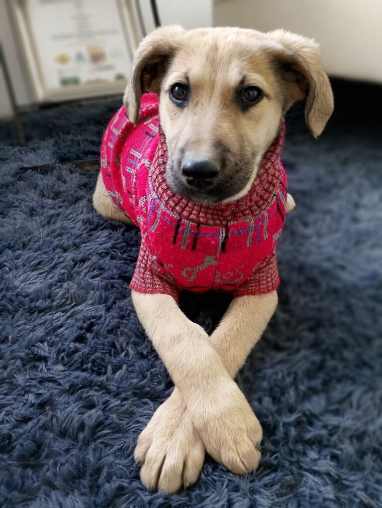 Carlitos, un cachorro rescatado de la calle, busca una familia definitiva