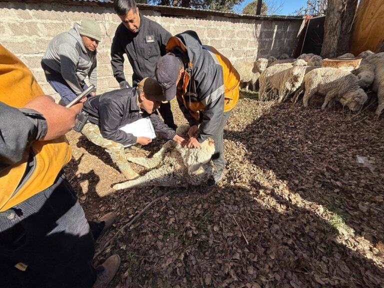 Tenía ovejas en el patio y allanaron su vivienda: encontraron más de 20 animales y cocaína