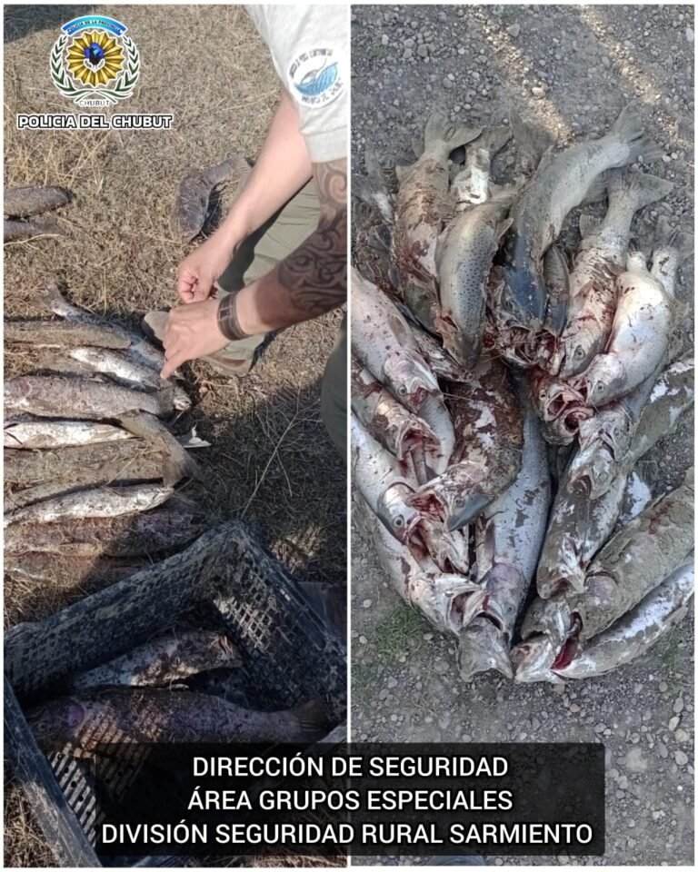 Atraparon a pescadores furtivos con 46 percas y truchas arcoíris
