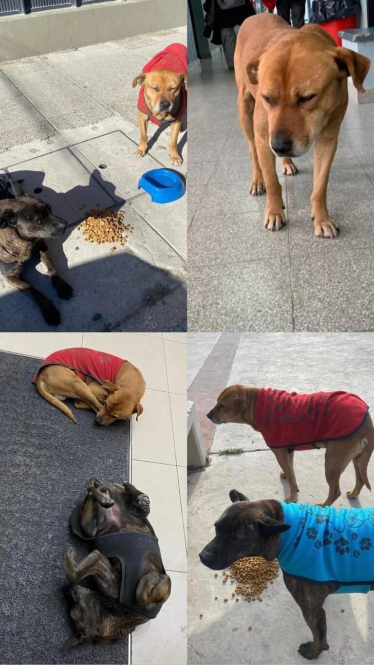 Buscan hogar para dos perros que deambulan por el Centro: “No se separan nunca”