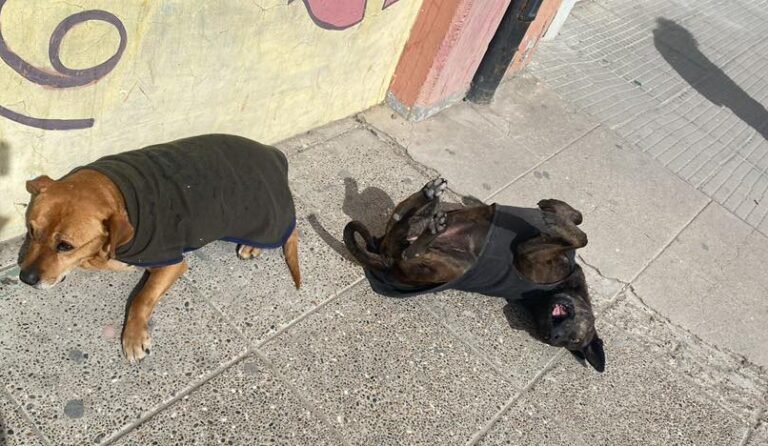 Pedrita, la perrita que busca un hogar tras la muerte de su compañero Pedrito