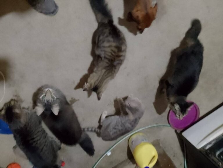 Ofrece una puerta a cambio de alimento para sus mascotas: “Estoy en las últimas”