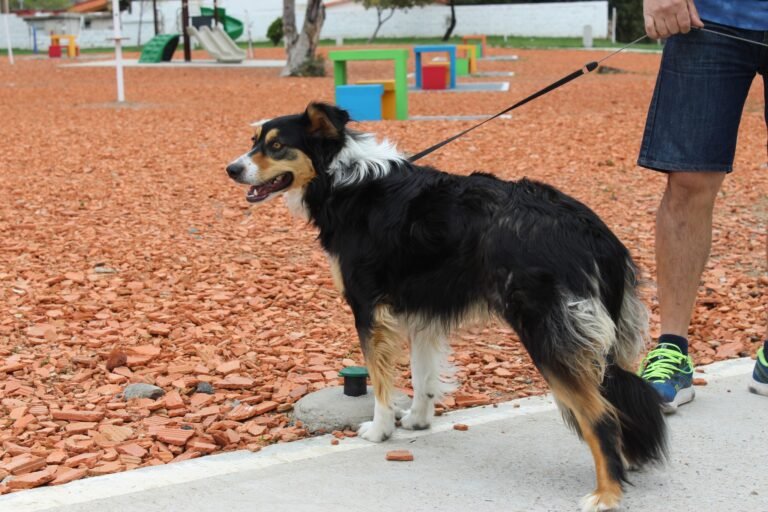 Este jueves y viernes darán turnos para castración en el barrio Abel Amaya